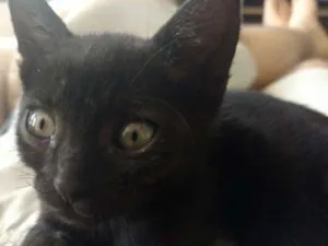 Gato raça Gata idade Abaixo de 2 meses nome Clementina