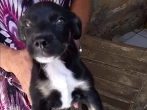 Cachorro raça  idade Abaixo de 2 meses nome Julieta