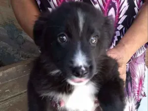 Cachorro raça  idade Abaixo de 2 meses nome Romeu