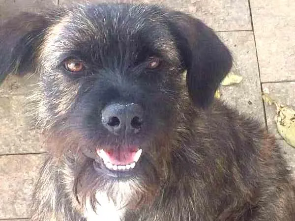 Cachorro ra a indefinida idade 7 a 11 meses nome Lulu