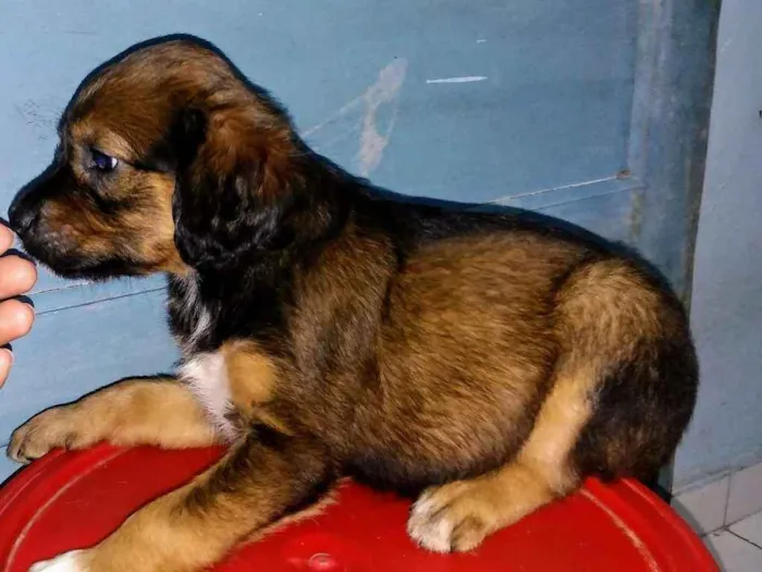 Cachorro raça Srd idade 2 a 6 meses nome A definir