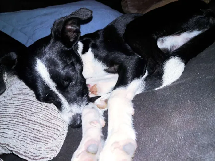 Cachorro ra a Indefinida idade 1 ano nome Zé Bagunça