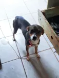 Batata