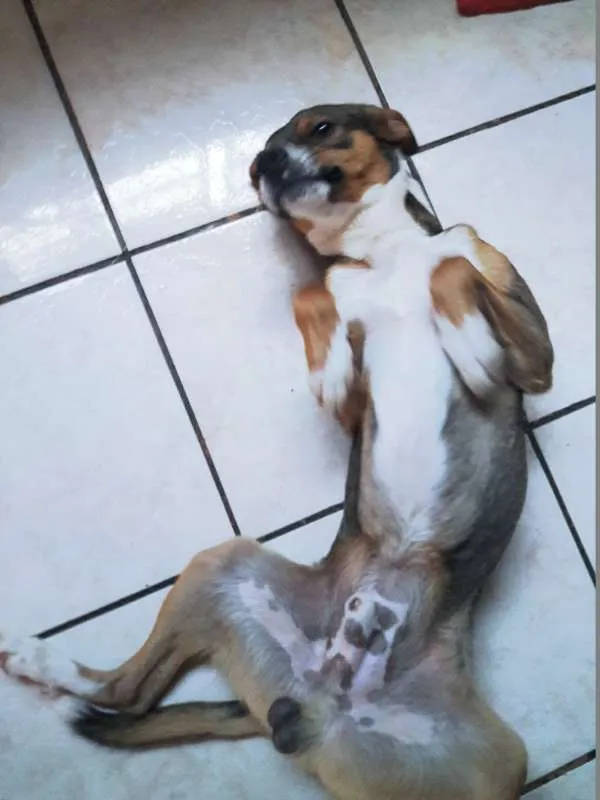 Cachorro ra a Indefinida idade 1 ano nome Batata