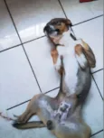 Batata
