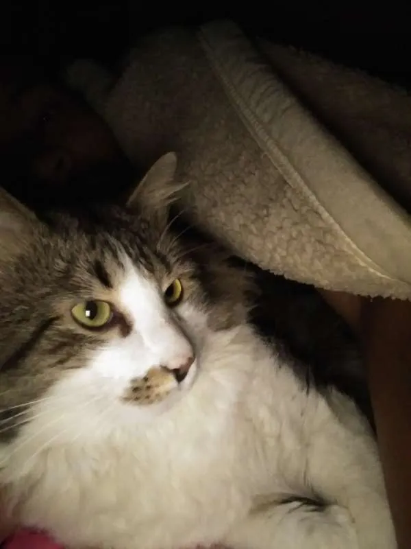 Gato ra a SRD idade 2 anos nome Luke