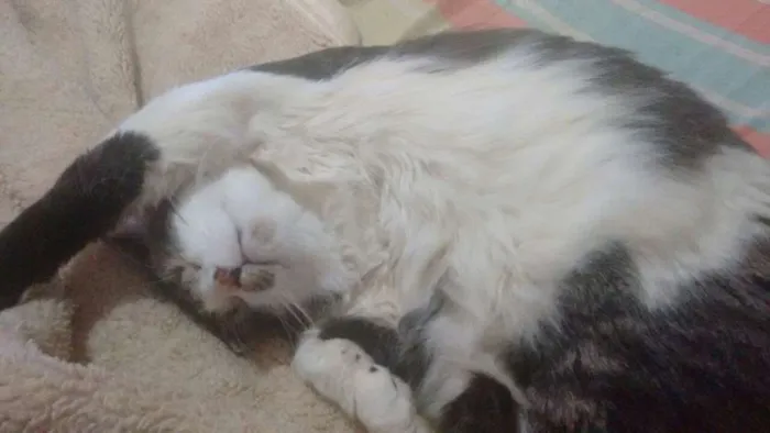 Gato ra a SRD idade 2 anos nome Luke