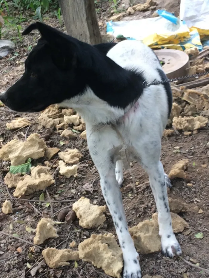 Cachorro raça Raça indefinida idade 2 a 6 meses nome Coraçao