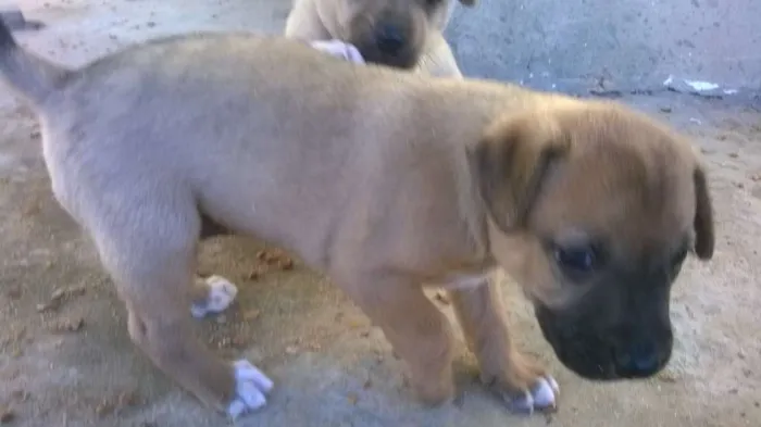 Cachorro raça não definida idade Abaixo de 2 meses nome Fofura