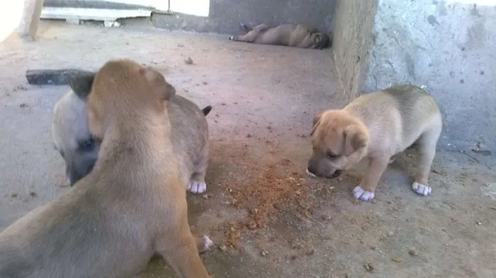 Cachorro raça não definida idade Abaixo de 2 meses nome Fofura