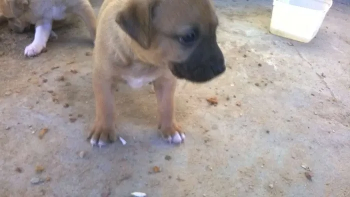 Cachorro raça não definida idade Abaixo de 2 meses nome Fofura