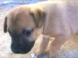 Cachorro raça não definida idade Abaixo de 2 meses nome Fofura