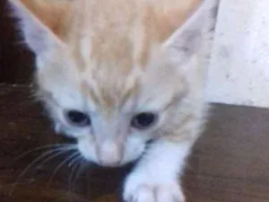 Gato raça Sem raça definida idade Abaixo de 2 meses nome Alemão