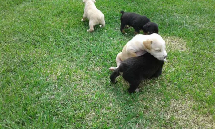 Cachorro raça Não definida idade Abaixo de 2 meses nome sem npme