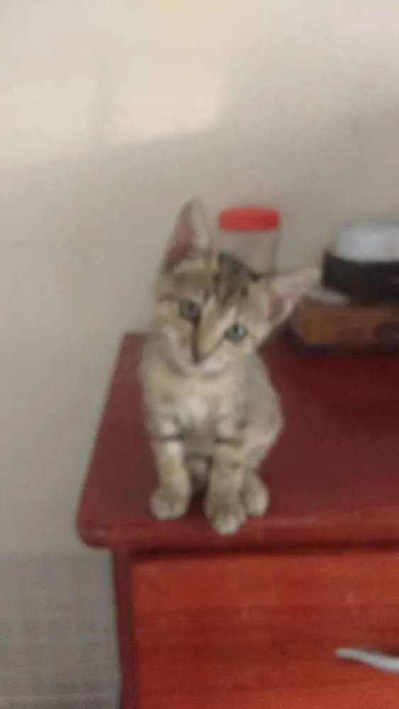 Gato ra a Srd idade 2 a 6 meses nome Irmãos