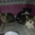 Irmãos