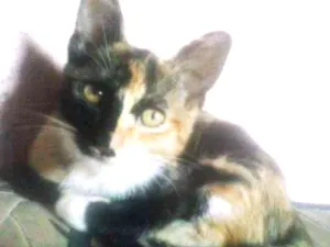 Gato raça vira lata idade 2 a 6 meses nome Amora