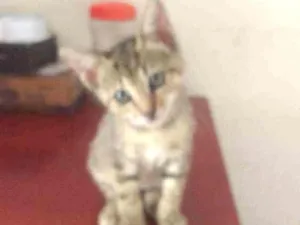 Gato raça Srd idade 2 a 6 meses nome Irmãos