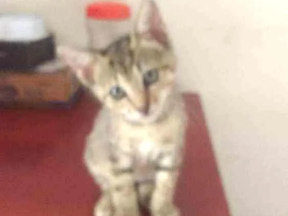 Gato ra a Srd idade 2 a 6 meses nome Irmãos