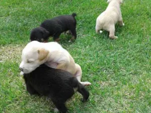 Cachorro raça Não definida idade Abaixo de 2 meses nome sem npme
