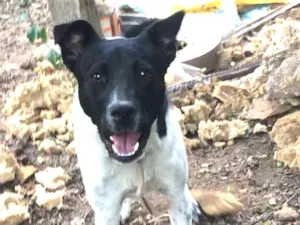 Cachorro raça Raça indefinida idade 2 a 6 meses nome Coraçao