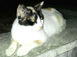 Gato raça vira lata idade 1 ano nome Branquinha