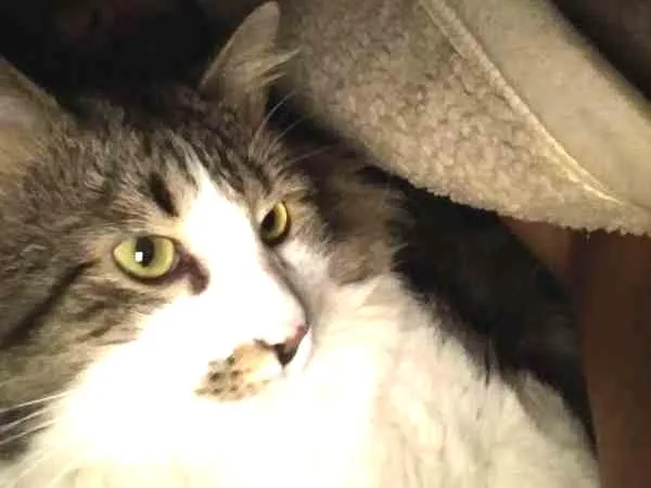 Gato ra a SRD idade 2 anos nome Luke