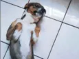 Batata