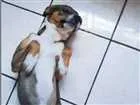 Cachorro raça Indefinida idade 1 ano nome Batata