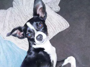 Cachorro raça Indefinida idade 1 ano nome Zé Bagunça