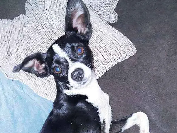 Cachorro ra a Indefinida idade 1 ano nome Zé Bagunça