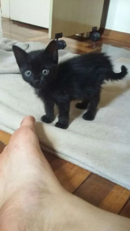 Gato raça  idade Abaixo de 2 meses nome Amora