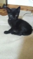 Amora