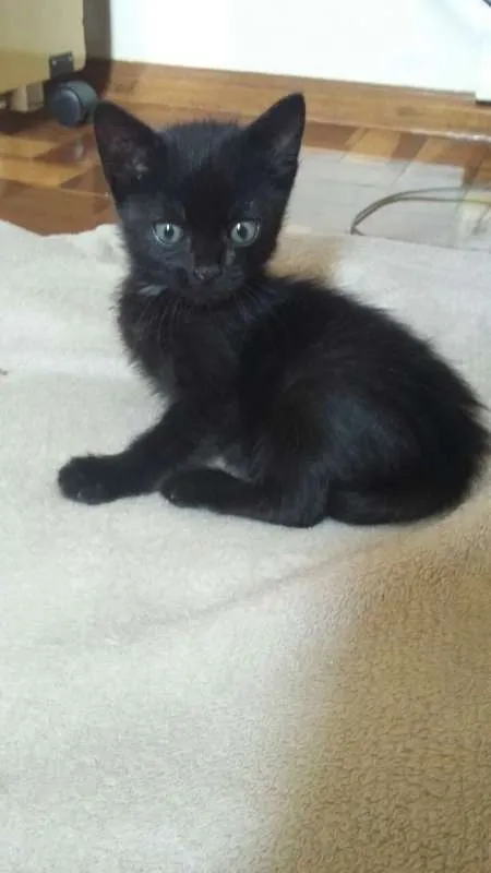 Gato raça  idade Abaixo de 2 meses nome Amora