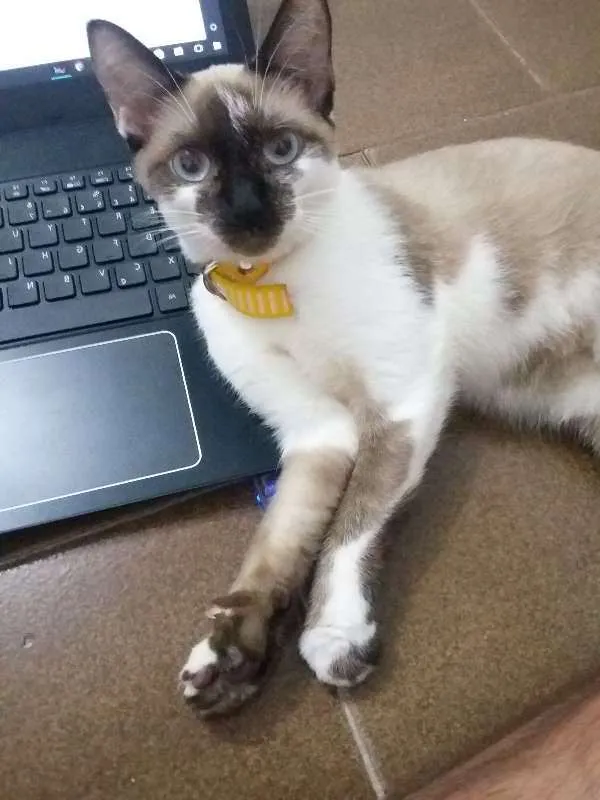 Gato raça Siamês idade 1 ano nome Malu