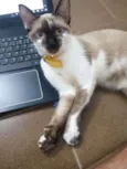 Malu