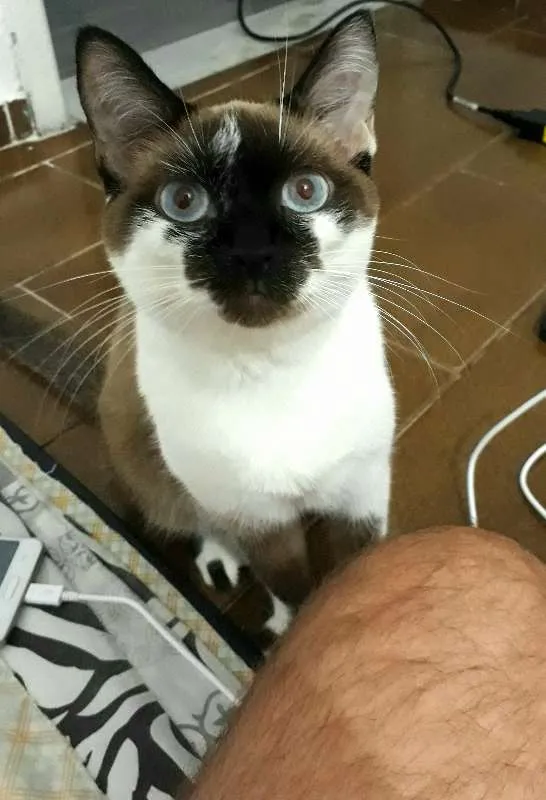 Gato raça Siamês idade 1 ano nome Malu