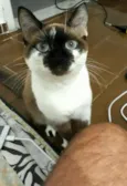 Malu