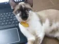 Malu
