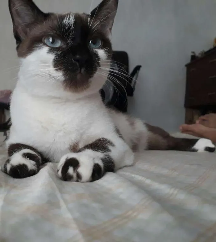 Gato raça Siamês idade 1 ano nome Malu