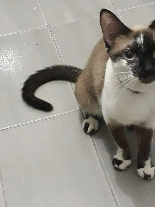 Gato raça Siamês idade 1 ano nome Malu
