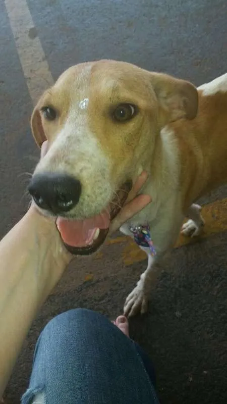 Cachorro ra a Vira-lata idade 1 ano nome Amarelinha
