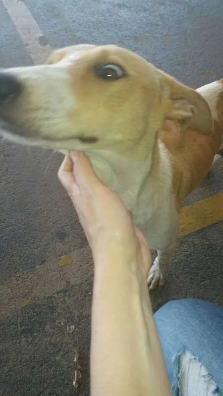 Cachorro ra a Vira-lata idade 1 ano nome Amarelinha