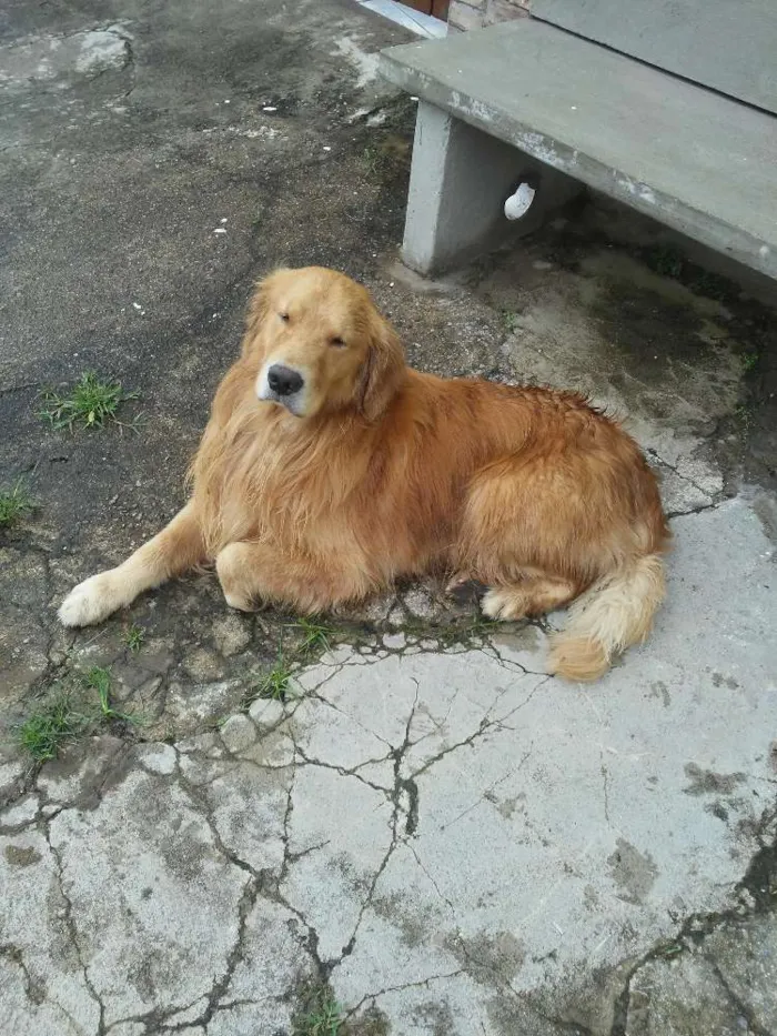 Cachorro ra a Golden retrivier idade  nome Sem nome