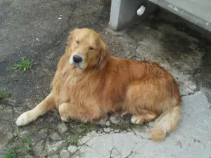 Cachorro raça Golden retrivier idade  nome Sem nome