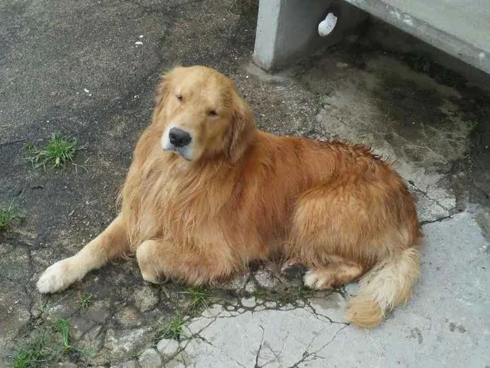 Cachorro ra a Golden retrivier idade  nome Sem nome