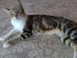 Gato raça SRD idade 7 a 11 meses nome Laurinha e Chiquita
