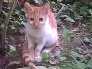 Gato raça SRD idade 2 a 6 meses nome Caramelo