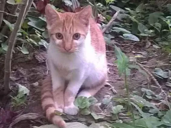 Gato ra a SRD idade 2 a 6 meses nome Caramelo