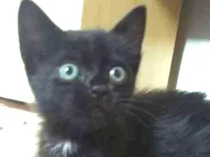 Gato raça  idade Abaixo de 2 meses nome Amora